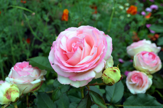 988520 (a): :2560x1696